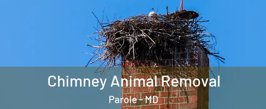  Chimney Animal Removal Parole - MD